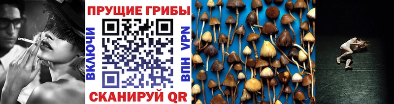Псилоцибиновые грибы Psilocybe  hydra сайт  Кораблино 